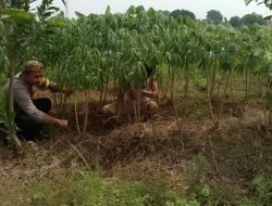 Polsek Pasar Kemis Tegaskan Komitmen Polri Dukung Program Ketahanan Pangan