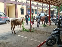 Polres Serang Salurkan Belasan Sapi dan Puluhan Kambing Kurban