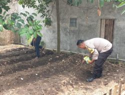 Bhabinkamtibmas Polsek Taktakan Polresta Serkot Kompak Bantu Petani Tanam Jagung di wilayah binaannya.